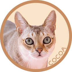 猫/ココア
