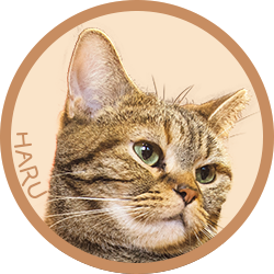 猫カフェミーシャはこんな空間です