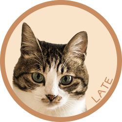 猫/ラテ