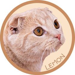 猫/レモン