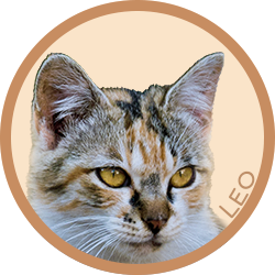猫/レオ