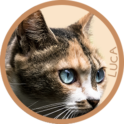 猫/ルカ
