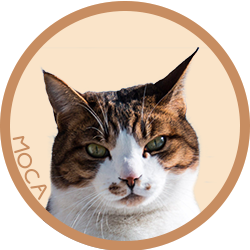 猫/モカ